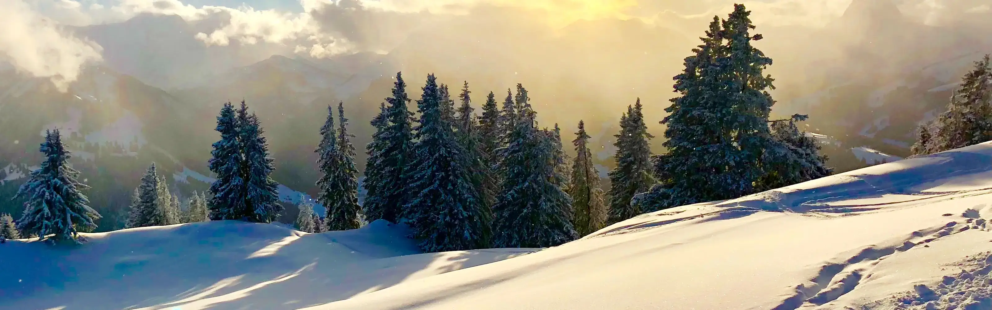 Winterlandschaft mit Tannen im Sonnenuntergang.